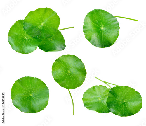 gotu kola, asiatic pennywort, centella asiatica, ayurveda herbal
