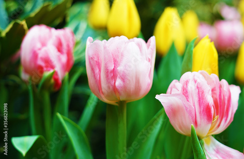 pink tulips in a garden