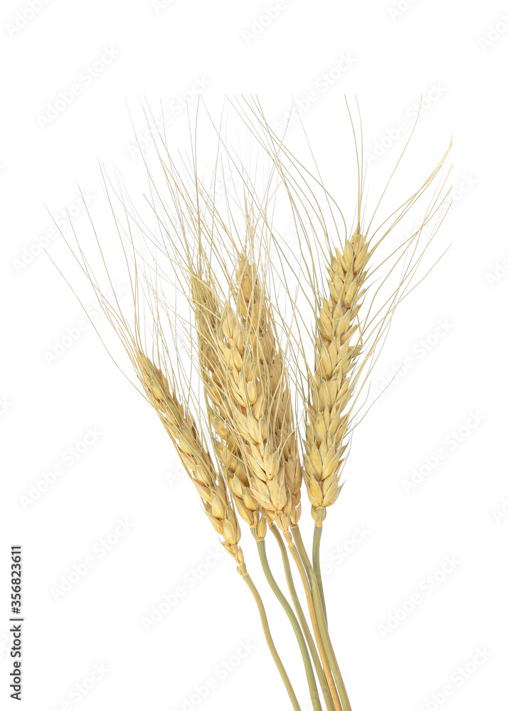 Wheat,Balay  isolated on white background