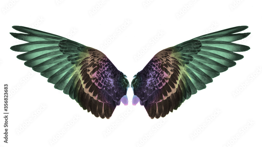 Fototapeta premium Wing on white background