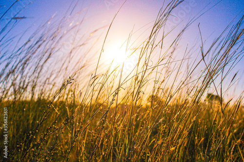 Wheat grass in the sun