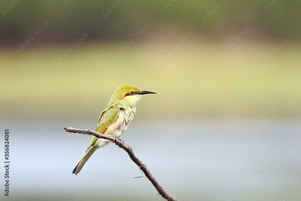 Obraz premium Bee eater on perch