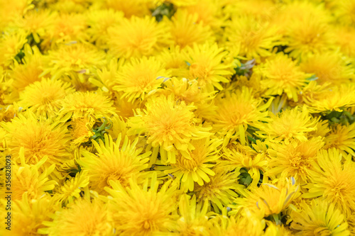 Surface of yellow dandelions.