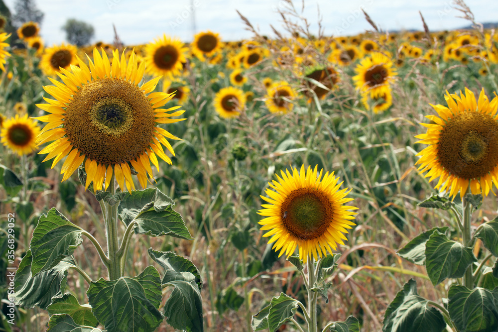 Fototapeta premium Beautiful bright yellow sunflowers in a large field in farming country near Toowoomba, Queensland, Australia