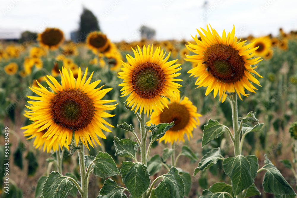 Fototapeta premium Beautiful bright yellow sunflowers in a large field in farming country near Toowoomba, Queensland, Australia