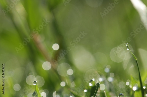 dew on grass