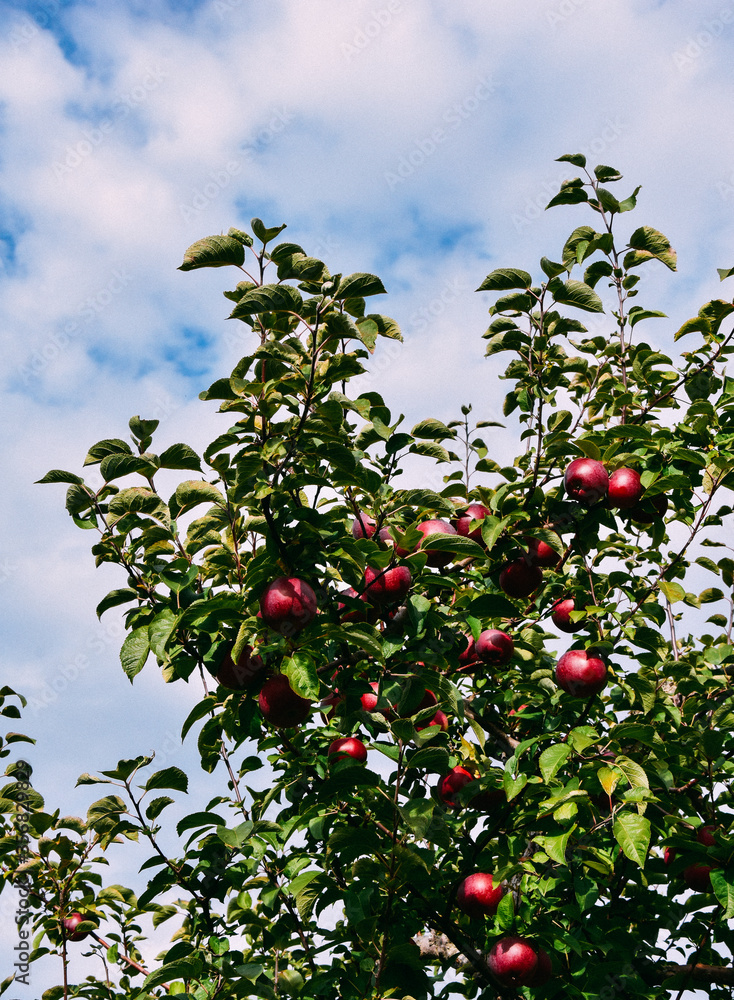 apple apple