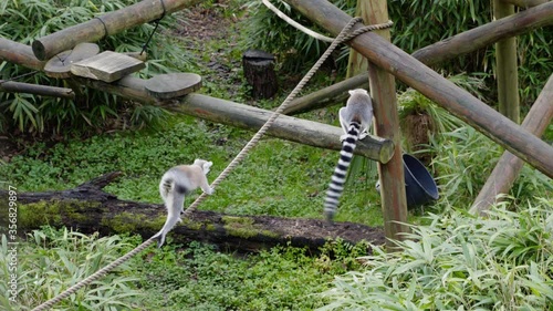 Two Lemurs playing with a rope, one hanging on and another one walking above it photo