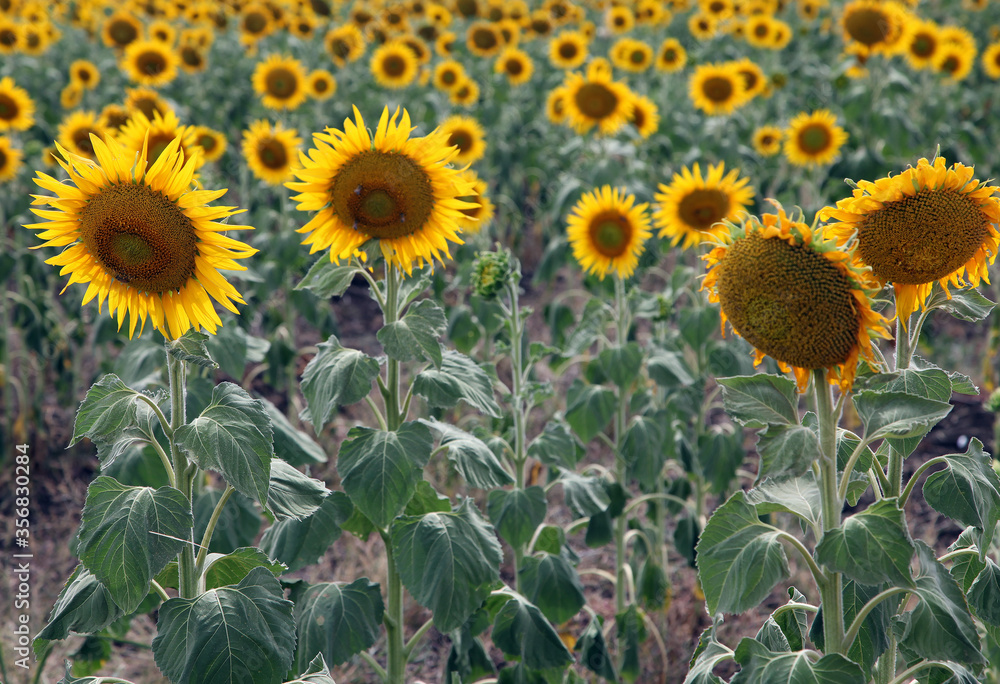 Fototapeta premium Beautiful bright yellow sunflowers in a large field in farming country near Toowoomba, Queensland, Australia
