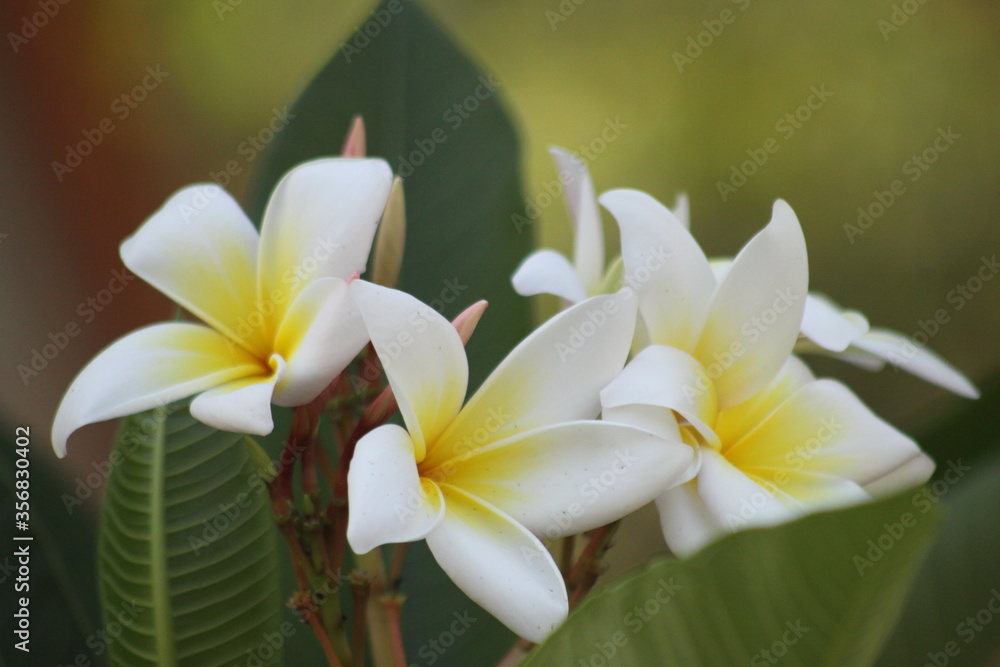 Fototapeta premium cacalosuchil blanco con amarillo