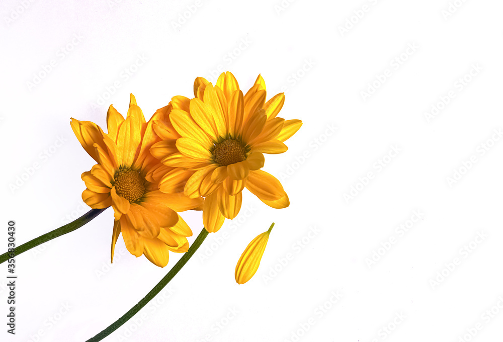 Yellow flowers on white background with copy space Yellow flowers on white background with copy space
