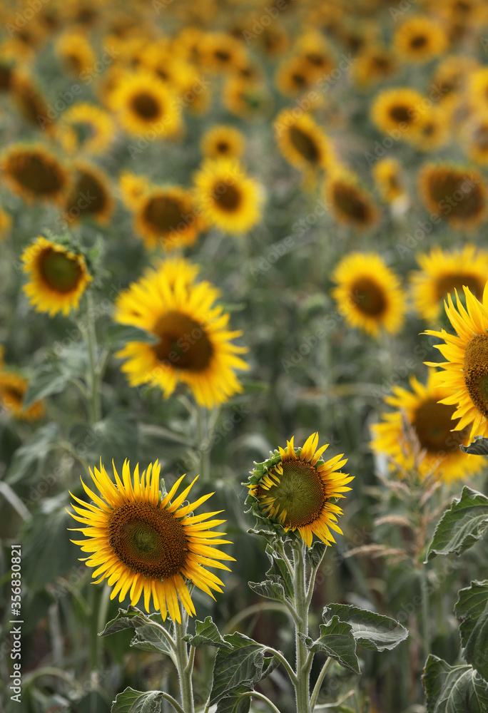 Beautiful bright yellow sunflowers in a large field in farming country near Toowoomba, Queensland, Australia Beautiful bright yellow sunflowers in a large field in farming country near Toowoomba, Queensland, Australia