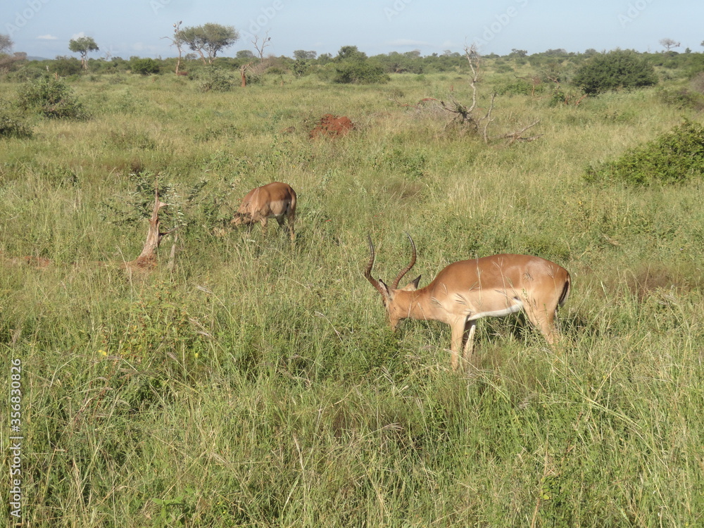 Impala comendo Impala comendo