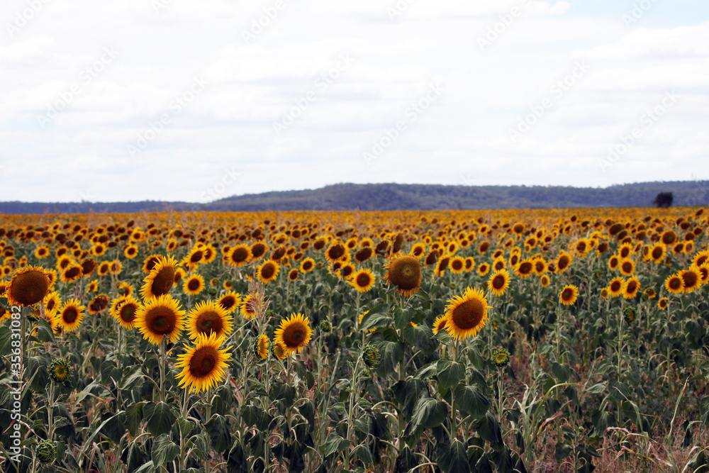 Obraz premium Beautiful bright yellow sunflowers in a large field in farming country near Toowoomba, Queensland, Australia