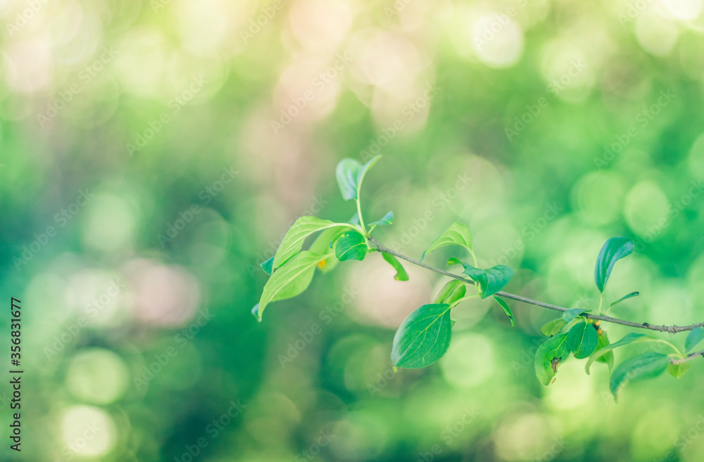 Fototapeta premium Green Leaves Concept Background