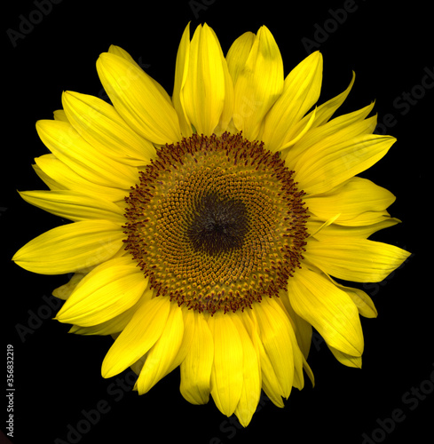Perfectly formed large yellow sunflower on black background