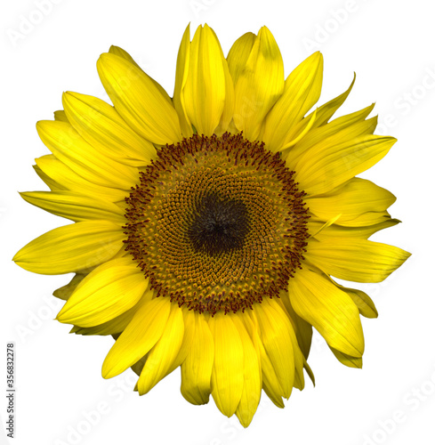 Fototapeta Naklejka Na Ścianę i Meble -  Beautiful large yellow sunflower on light background