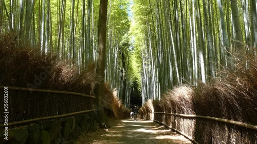 京都 嵐山の竹林と初夏の景色