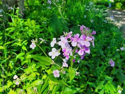Flowers along the walking trail