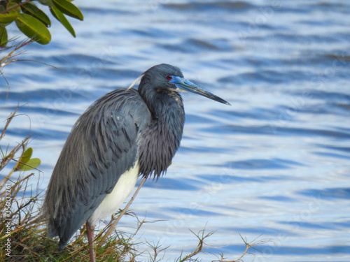 Fotografie A tricolored heron on a lake in Florida