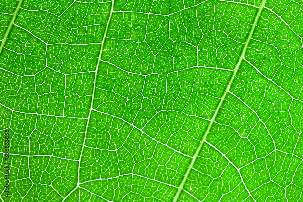 Green leaves background and texture ,Abstract nature background Green leaves background and texture ,Abstract nature background