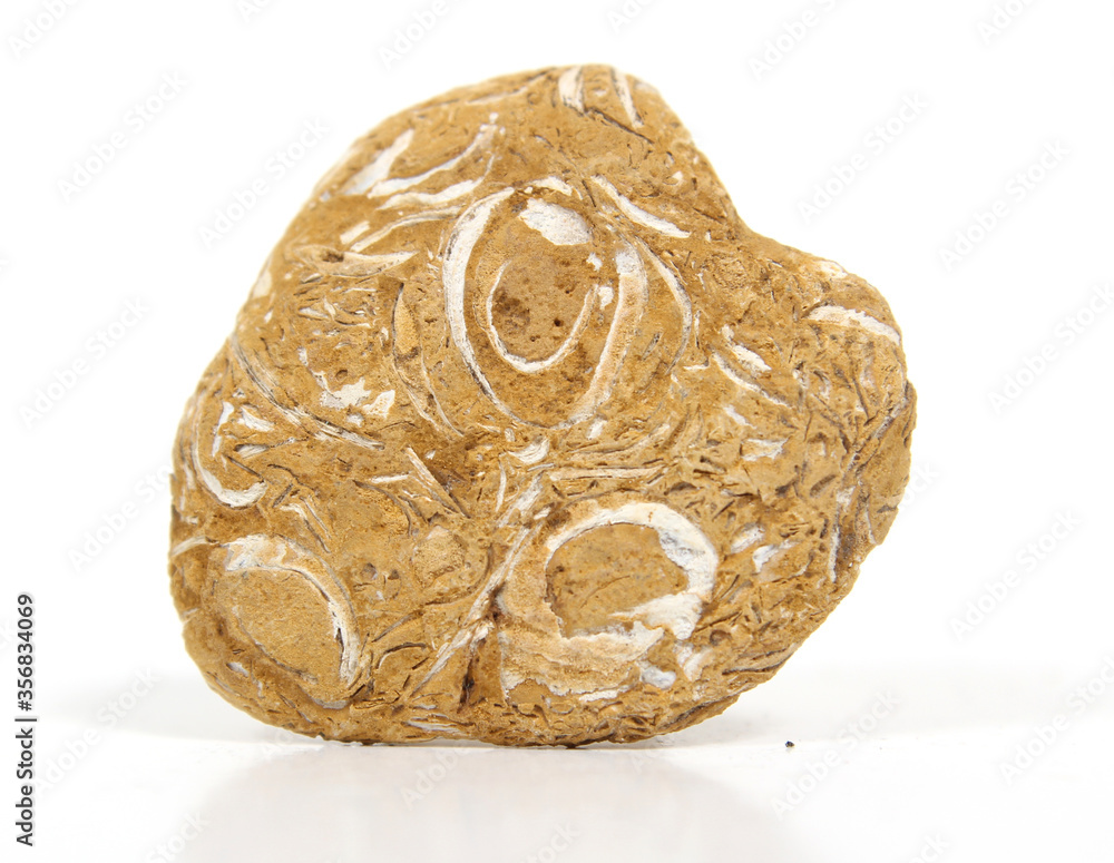 Fototapeta premium Rock Mineral Isolated on White Background Fossils