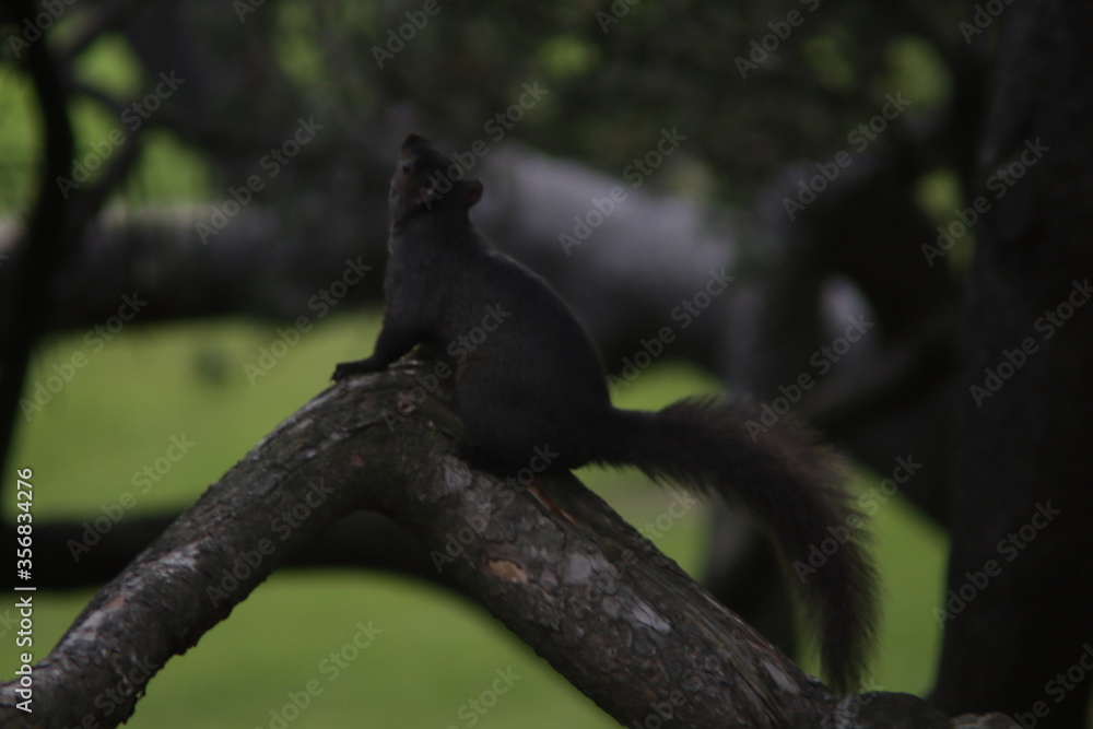 Fototapeta premium squirrel 