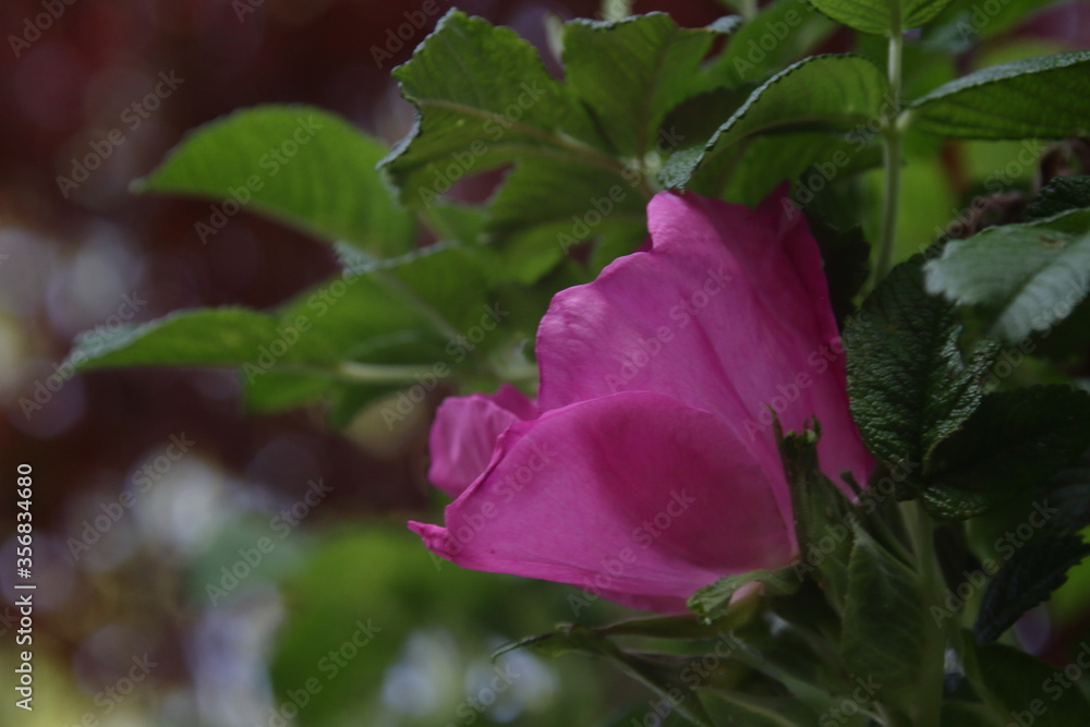 Purple Pink Red Flower Purple Pink Red Flower