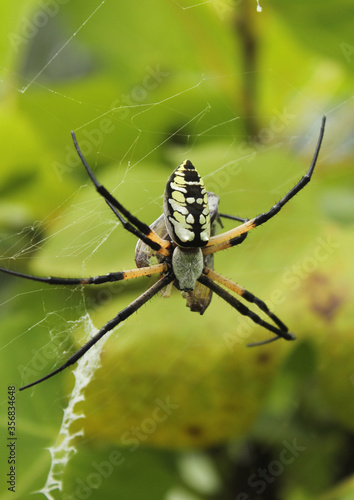 Black and Yellow Garden Spider Argiope aurantia, Eating Prey in Fig Tree 