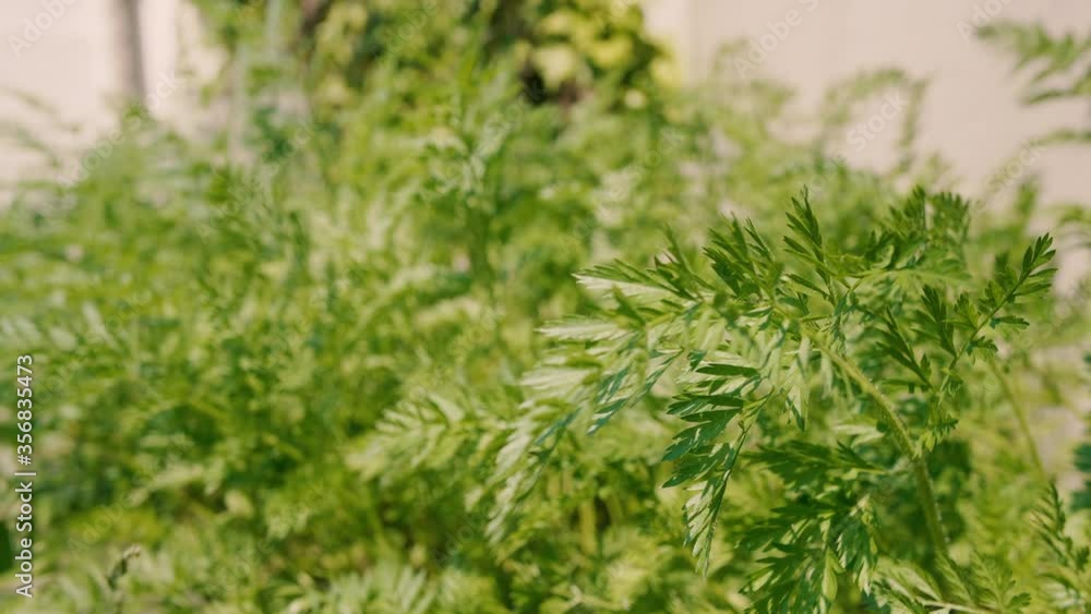 close up shot of carrot leafs waving in the wind, bright green color on a sunny day. close up shot of carrot leafs waving in the wind, bright green color on a sunny day.