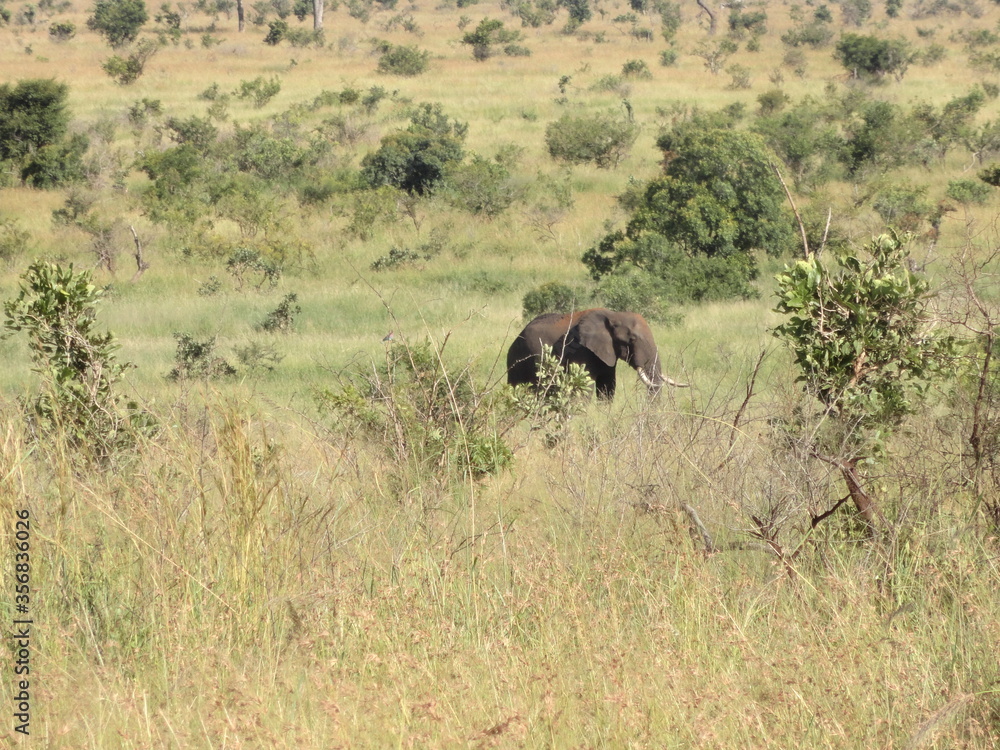 Fototapeta premium O Elefante Velho