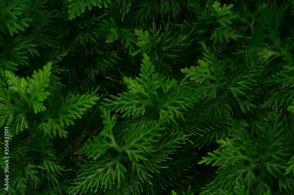 Obraz premium Tropical green leaves texture. Foliage background.