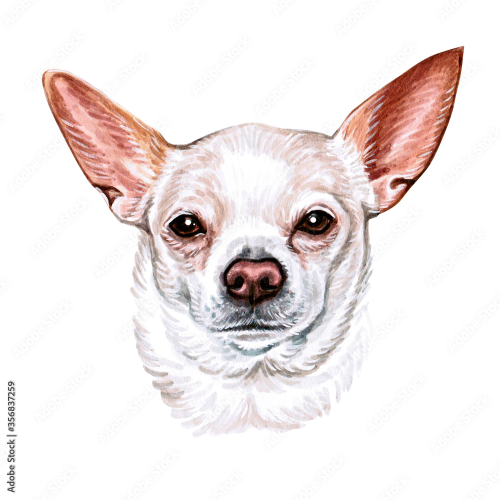Watercolor illustration of a funny dog. Hand made character. Portrait cute dog isolated on white background. Watercolor hand-drawn illustration. Popular breed dog. Chihuahua dog.