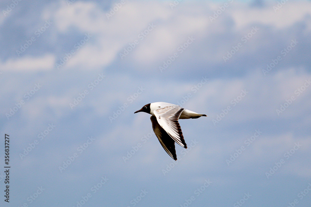 A seagull flies in a cloudy sky over the sea
