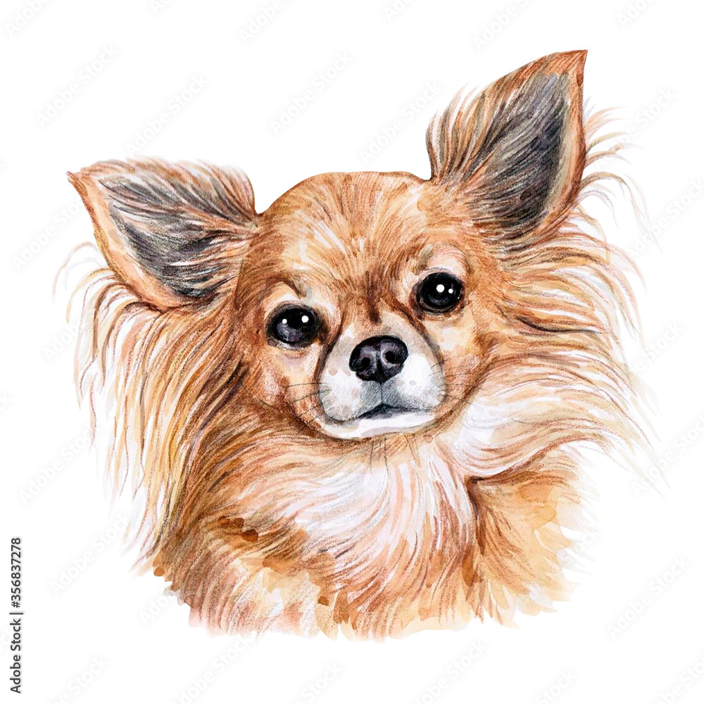 Obraz premium Watercolor illustration of a funny dog. Hand made character. Portrait cute dog isolated on white background. Watercolor hand-drawn illustration. Popular breed dog. Chihuahua dog.