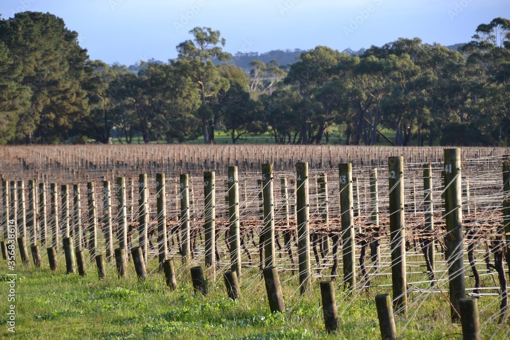 Australian vineyard in winter on sunny morning