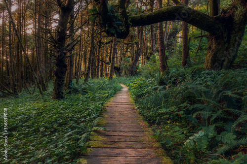 Beautiful path in the forest behind Long beach on Vancouver  Island, British Columbia, Canada.