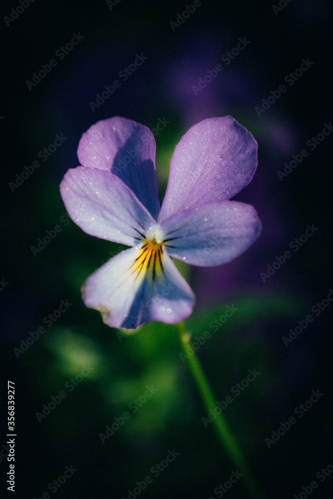 Fototapeta premium purple flower macro