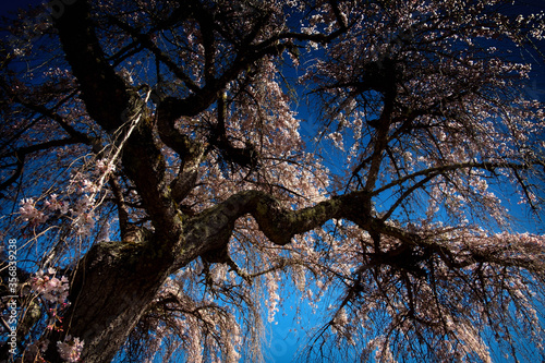 Wallpaper Mural tree branches against the blue sky Torontodigital.ca