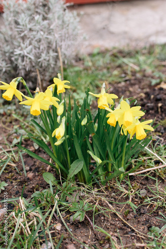 Some blooming yellow spring flowers, daffodils in nature