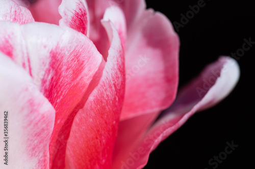 Fototapeta Naklejka Na Ścianę i Meble -  close up of pink tulip