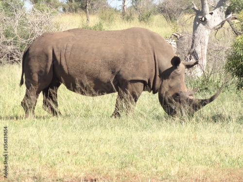 O senhor Rinoceronte 