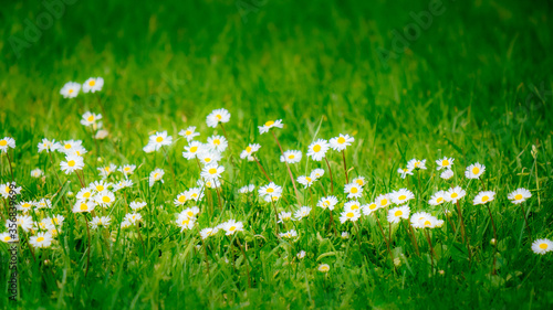 green grass and flowers