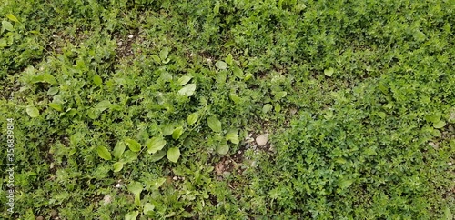 Green grass, the earth as a background image