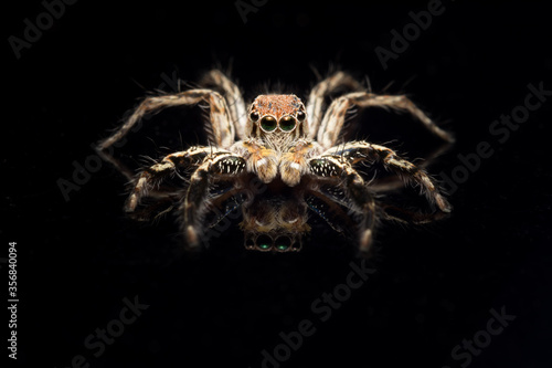Close-up of spider On a black background