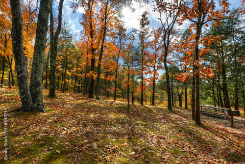 colorful sun dappled autumn picnic area