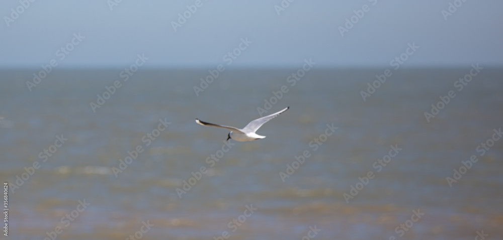 Sea Gulls at the beach