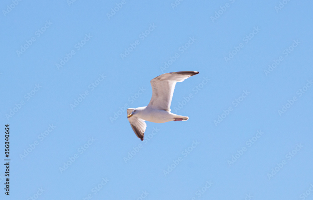 Obraz premium Sea Gulls at the beach