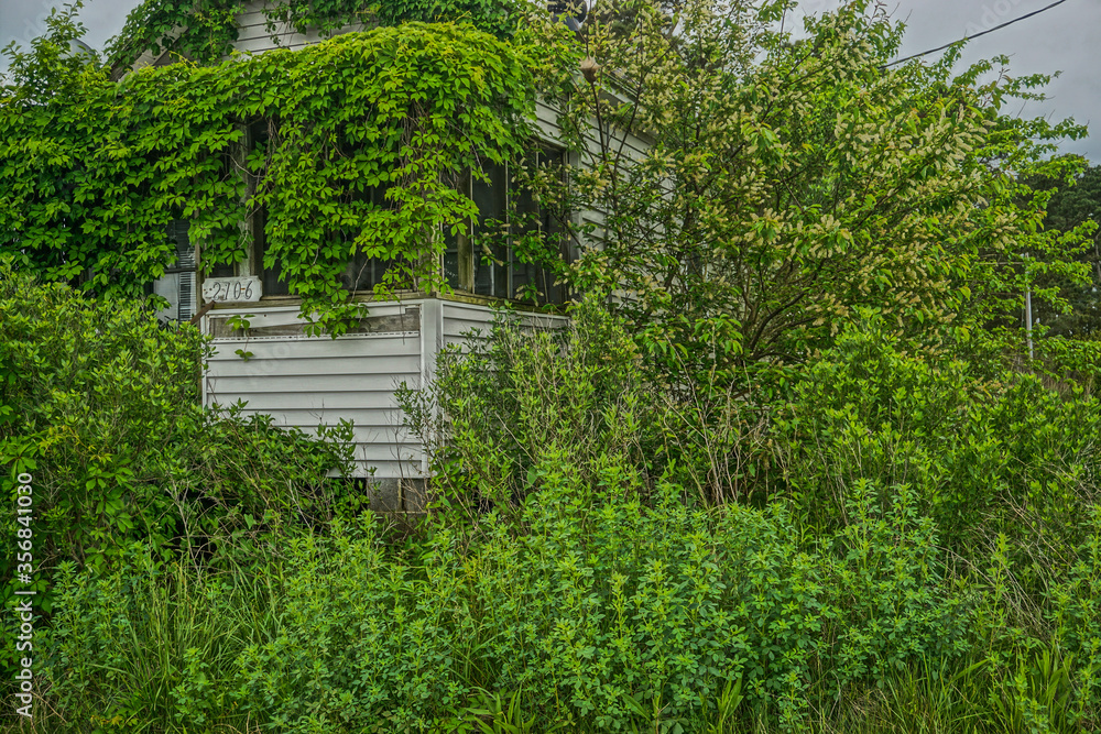 Greenbackville, Virginia: An abandoned house covered with ivy near the waterfront in Greenbackville, Accomack County, Virginia.