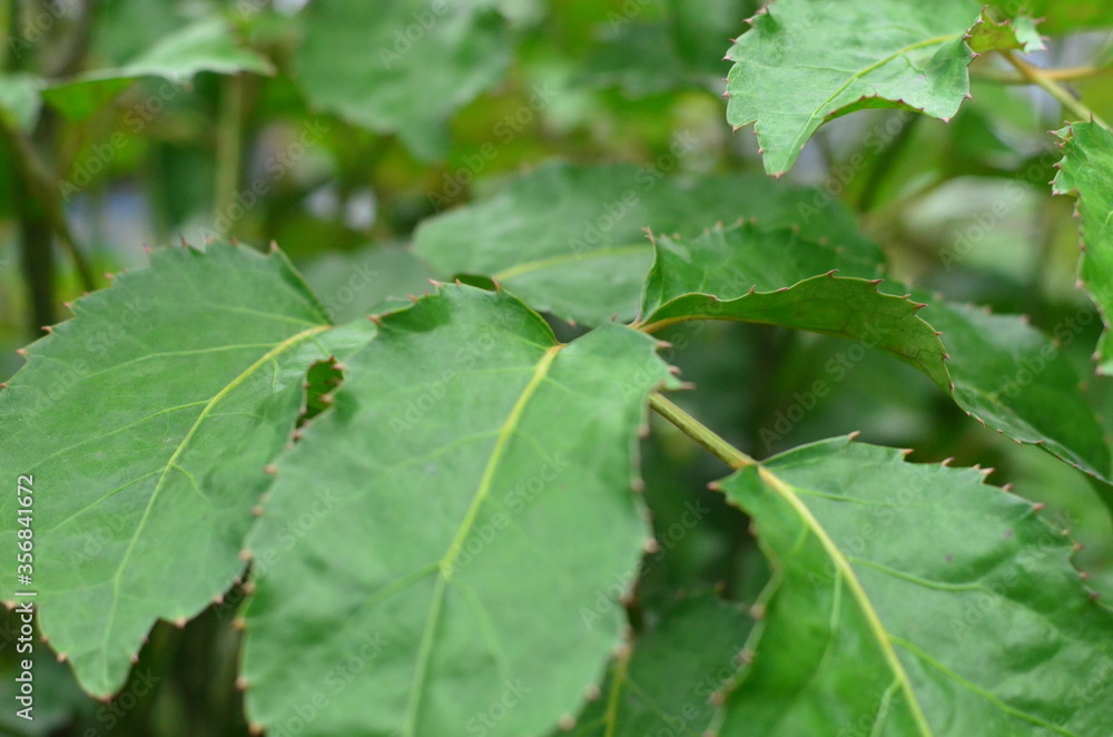 Tropical green leaves texture. Foliage background. Tropical green leaves texture. Foliage background.